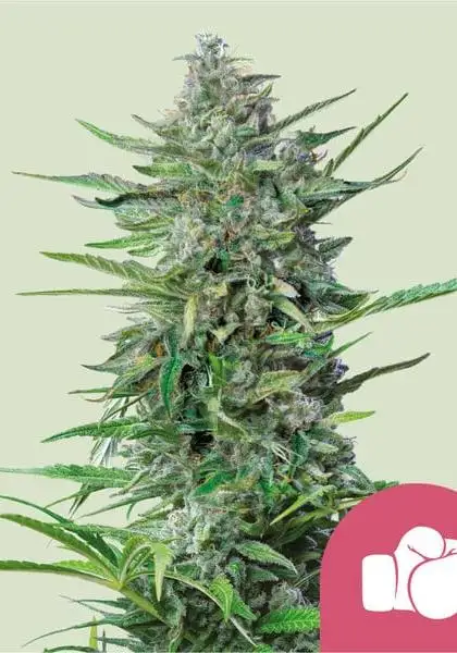 Purple Punch 