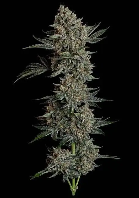 Gelato 41 BX Auto