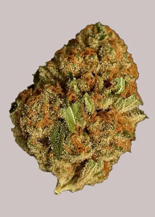 Gelonade Autoflower