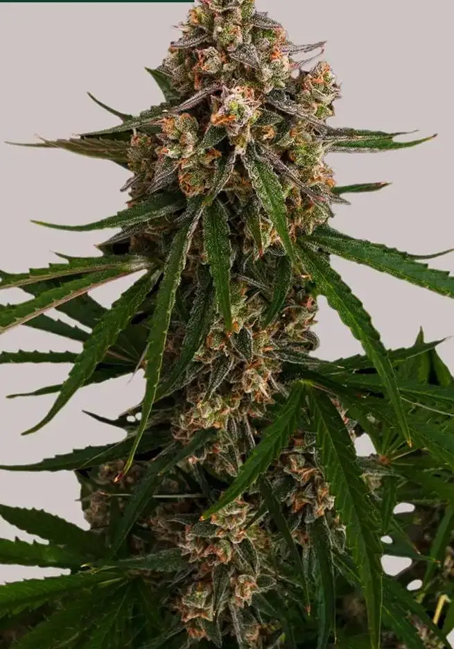 Slice O' Lime OG Autoflower
