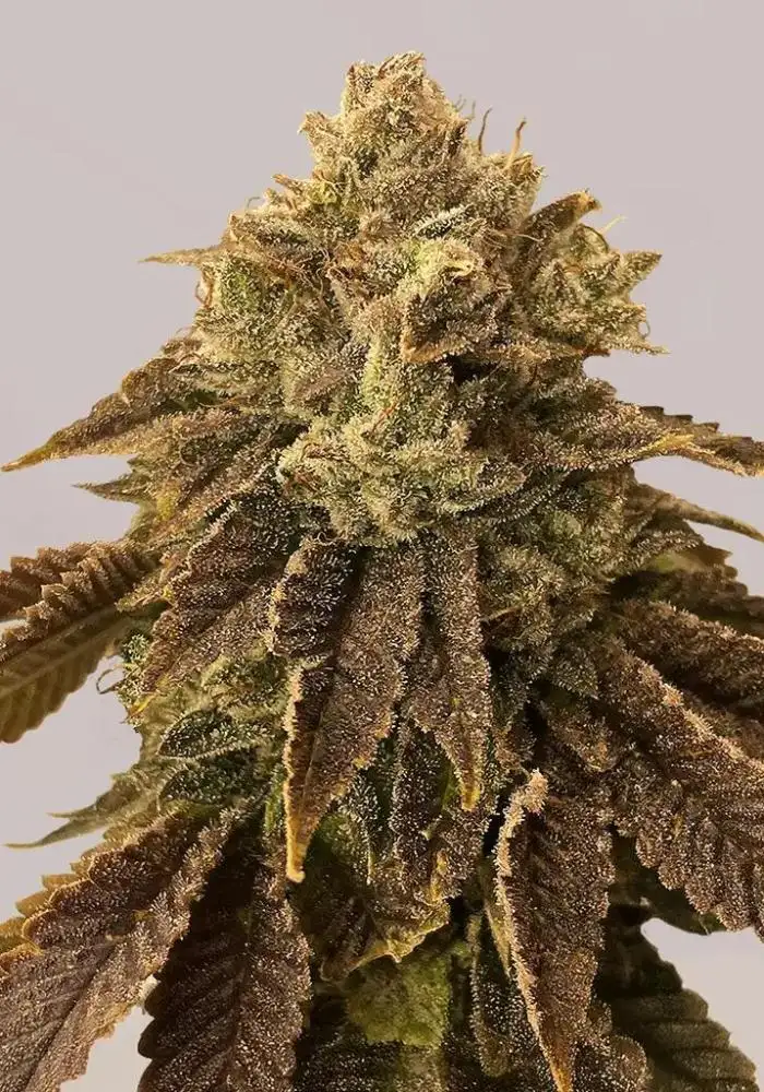 Biscotti