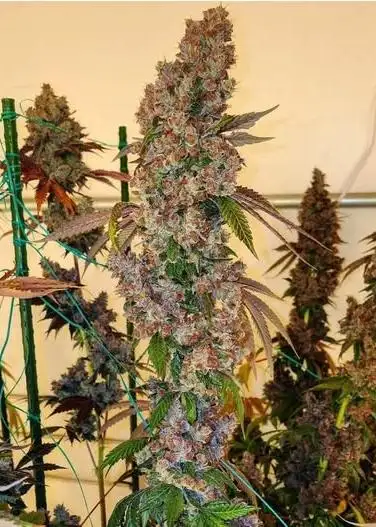 Purple Nasty