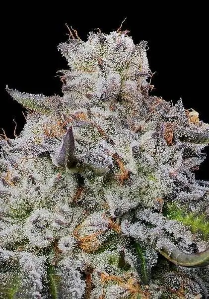 Chaos Cake Auto