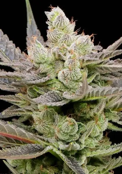 Glowberry Rush Auto