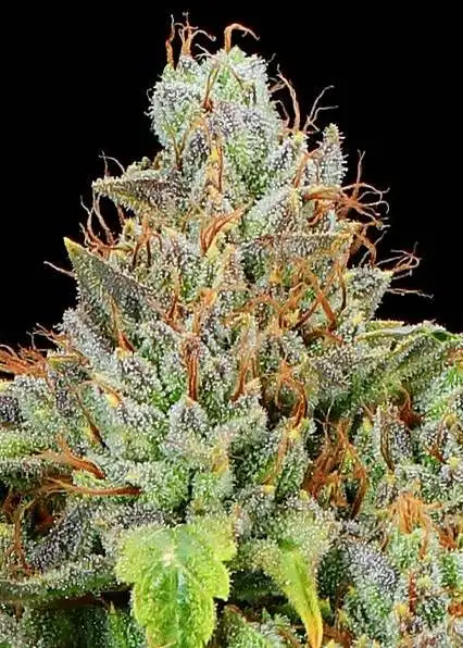 Sticky Boof Auto