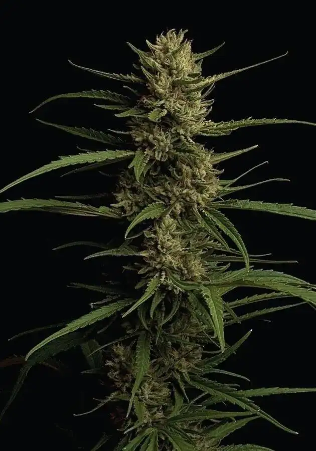 Caribbean Queen (aka Pure Sativa)