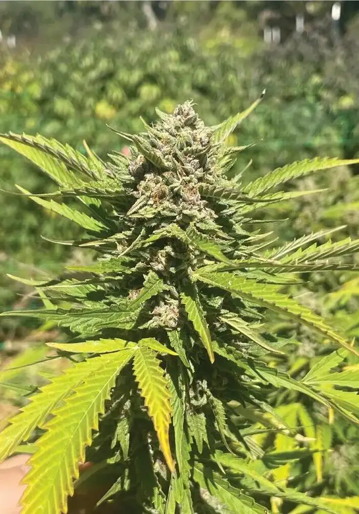 Banana Melt