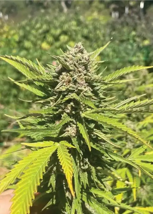 Banana Melt