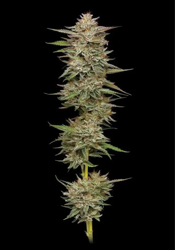 Banana OG Auto