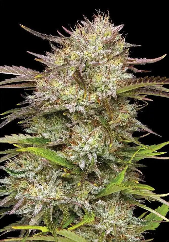 California Haze