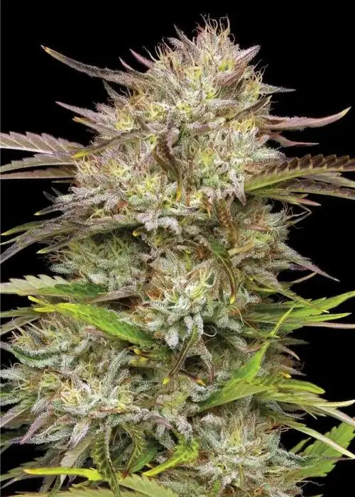 California Haze