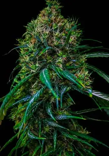 Blue Dream Automatic