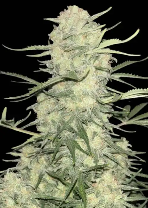 Amnesia F1 Fast