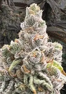 Sugar Pie