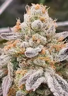 Black Sugar