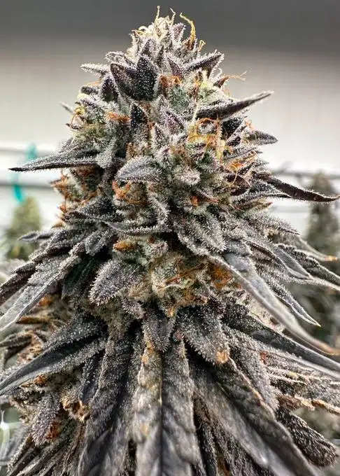 Butterberry