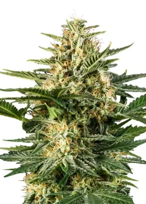 Green Gelato Auto