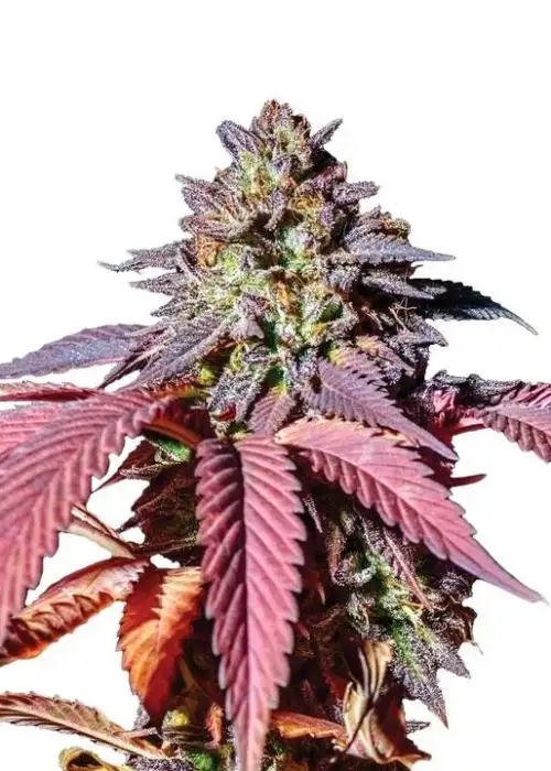 Purple Haze