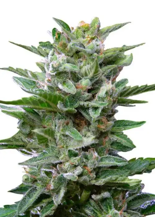 Pure CBD