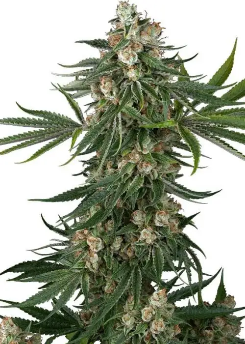 Fallout OG