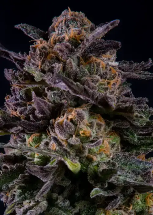 Gorilla Piña