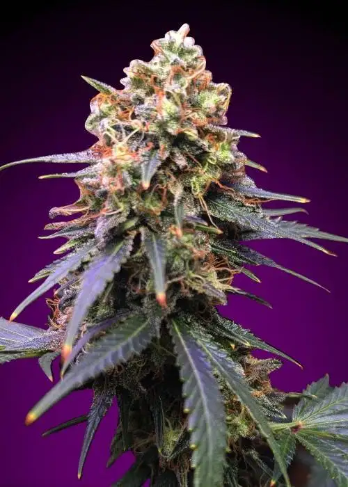 Amnesia X3 Turbo