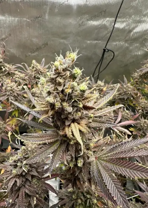 Unicorn Glue