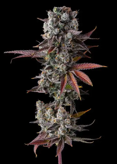 Hawaiian Sunkist