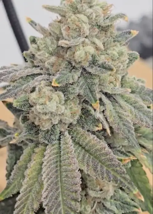 Colada Lime