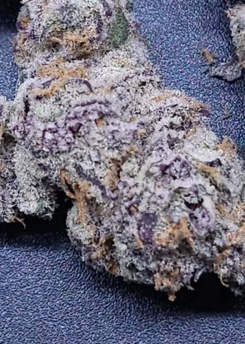 Purple Rush