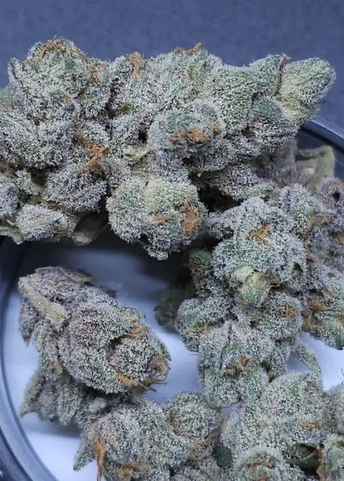 Sugar Tree