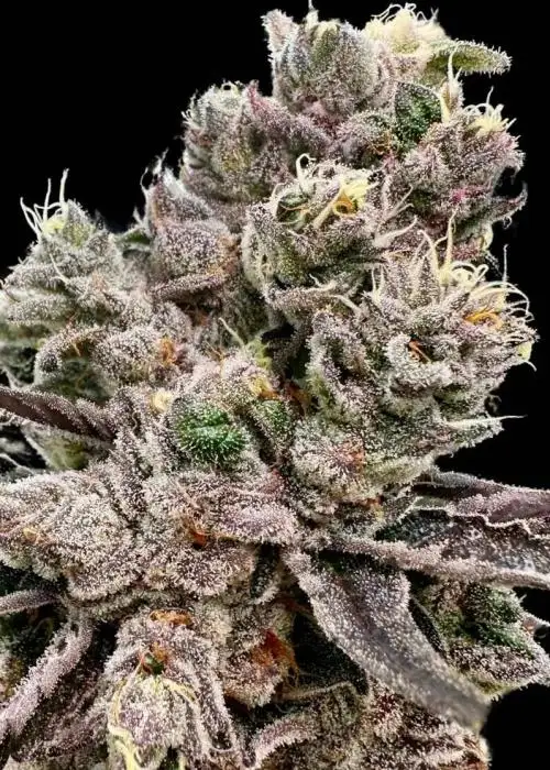 Platinum Green Apple Candy