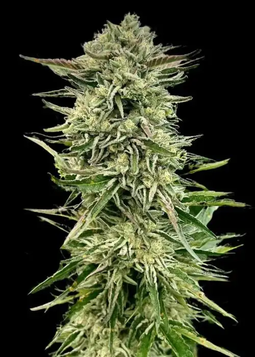 Gorilla Guava