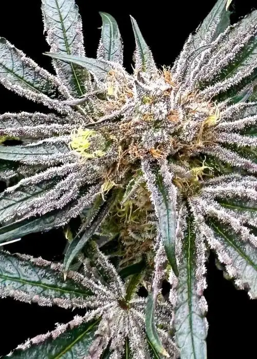 Platinum Zoap