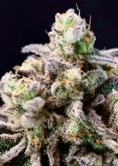 Green Apple Tangie