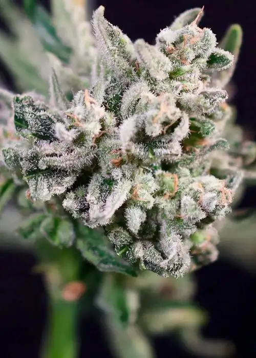 GMO Bomb