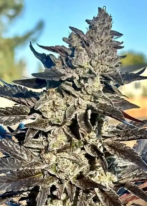 Super Sour Runtz