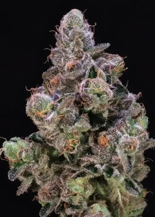 Blueberry Swirl