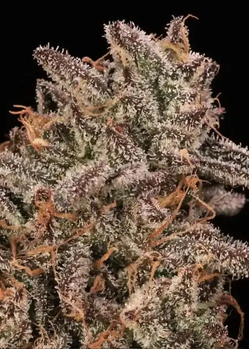 Banana Cream Sundae