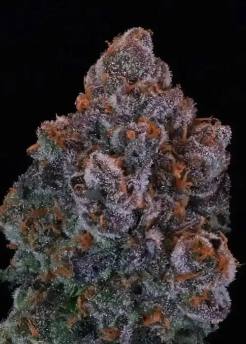 Green Apple Candy