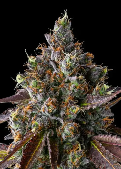 Strawberry Skrilla