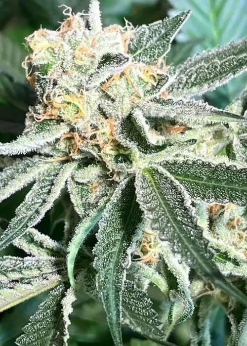 Royal Hulk