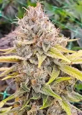 Chem T Haze
