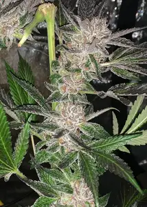 Sour Trop Bx1