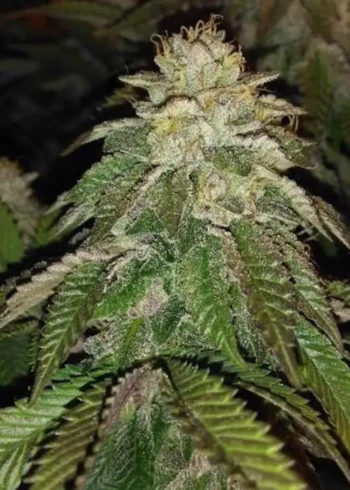 Hot Tropic