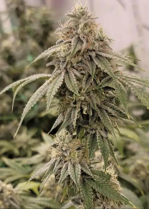 Zweet Chem