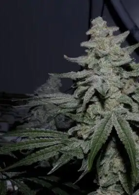 Caps Crunch F2