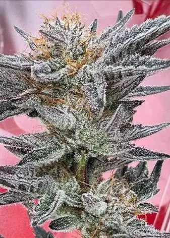 Lemon Banana Pie