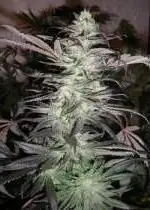 Grape Cobbler