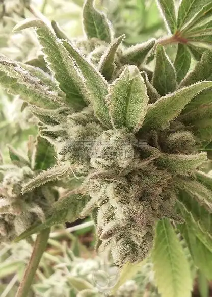 GG4 S1
